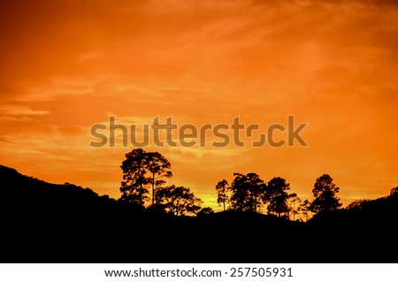 Tree Silhouette at Sunset in Canary Islands