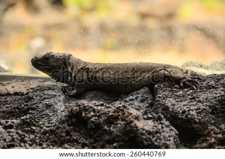 El Hierro Typical Lizard Tizon Gallotia Simonyi Canary Island