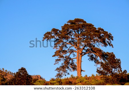 One Big Tree illuminated from the sun setting