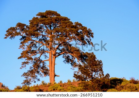 One Big Tree illuminated from the sun setting