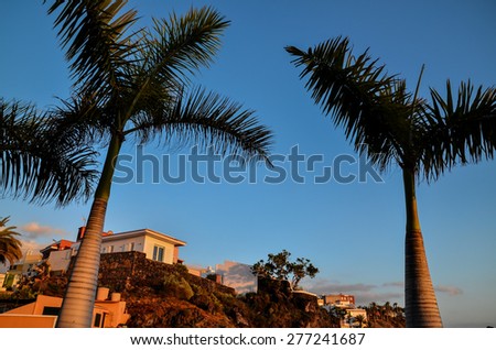 Palm Tree Silhouette at Sunset in Canary Islands