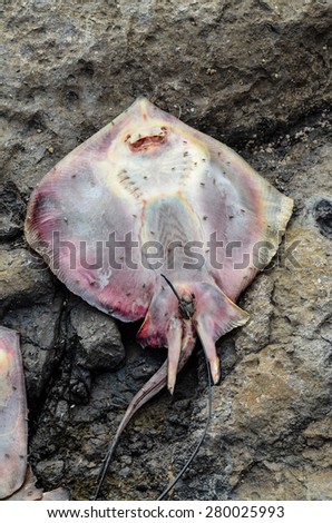 Dead Stingray Fish on the Coast near the Atlantic Ocean