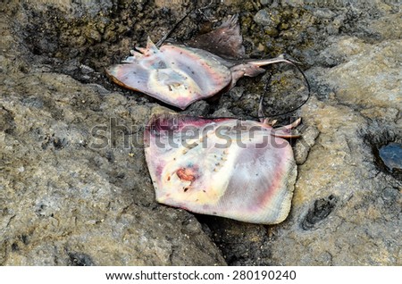 Dead Stingray Fish on the Coast near the Atlantic Ocean