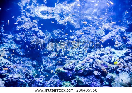 Picture of aTropical Aquarium Fish Tank Underwater View