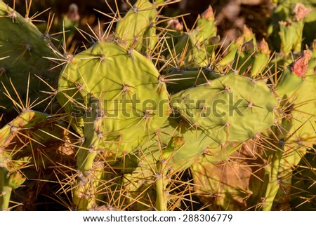 Green Prickly Pear Cactus Leaf in the Desert