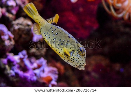 Picture of Underwater Fish in Water Tank Aquarium