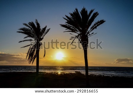 Palm Tree Silhouette at Sunset in Canary Islands