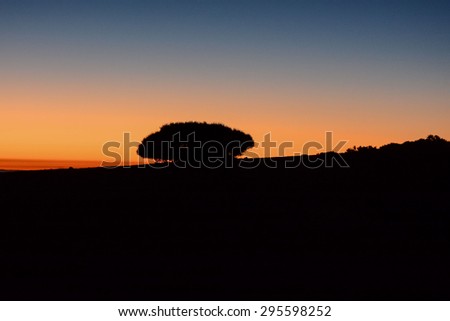 Picture of The Backlight Tree Silhouette over a Sunset Sky