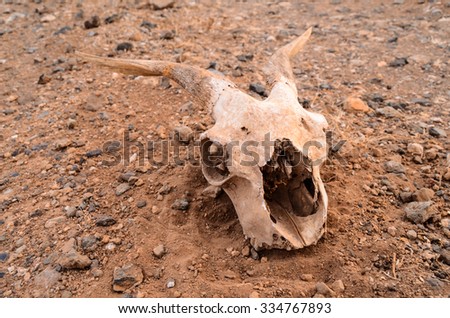 Dry Goat Skull on the Rock Desert Canary Islands Spain