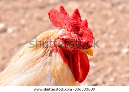 Photo Picture of the Classic Italian Chicken Animal Bird