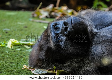 Strong Adult Black Gorilla on the Green Floor