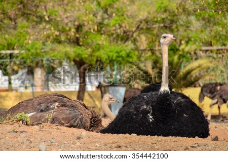 Ostrich Animal Bird Waiting in the Desert Landscape