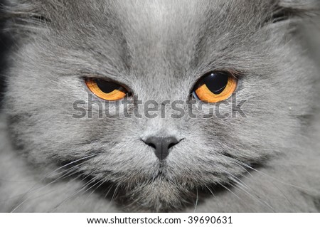 The cat with a long grey wool winks in a camera