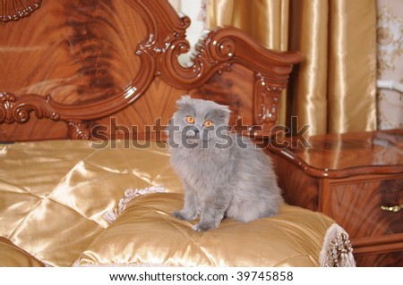 The big cat sits on a luxury bed in hotel
