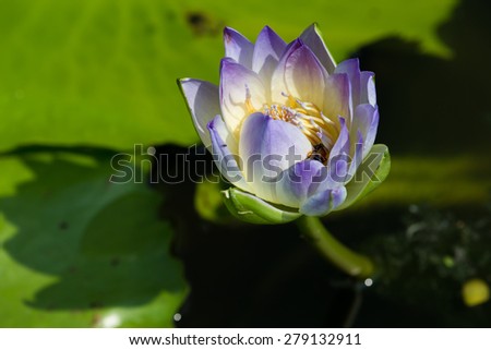 A bee drinking sweet water from lotus pollens
