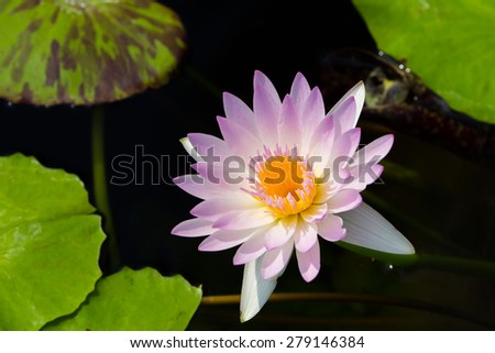 A light purple lotus with its leafs