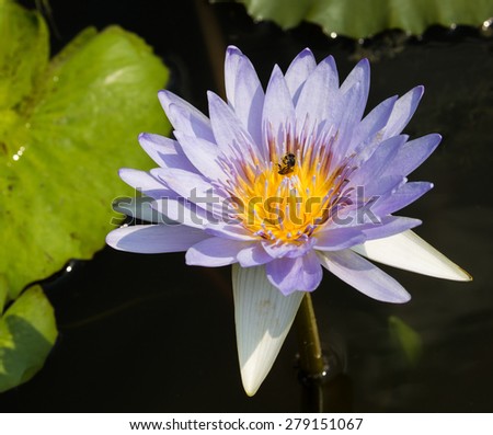 A big purple lotus with a bee who drinking sweet water on the pollens