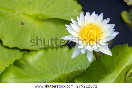 A light blue and yellow lotus with its leafs are growing up from the water