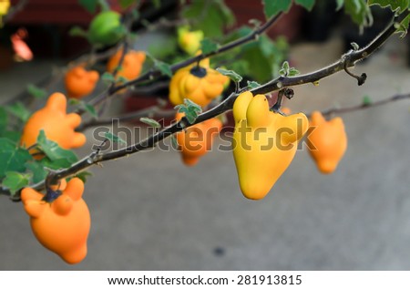 The doll fruit grows in the cold weather area
