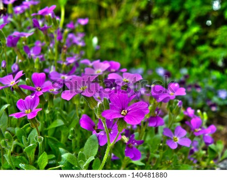 Detail of rock garden flower. Closeup macro detail of purple and pink bloom or blooming flowers.