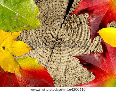Closeup macro detail of wood and leaves. Wood and leaf texture colorful background. Autumn is here.