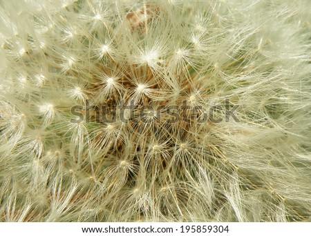 Closeup macro detail of dandelion in summer time