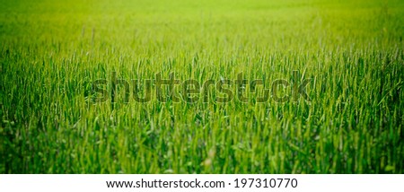 Green wheat field in summer time. Detail in center.