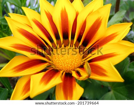 Closeup detail of flower in garden in summer time