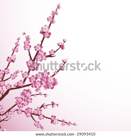 cherry tree drawing in blossom. cherry tree blossom drawing.