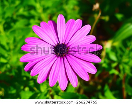 Purple Daisy bush Osteospermum ecklonis - native plant of South Africa