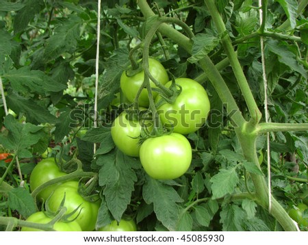 Green tomatoes hanging from branch in the backyard