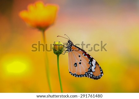 Butterfly garden during autumn migration. Natural orange background