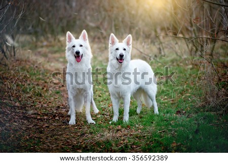 Two white Swiss sheepdogs are  walking in the wood. Female and male of a white Swiss shepherd dog
