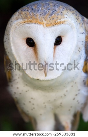 White owl staring right at you.