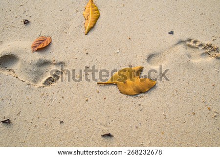 White Sand Beach in Thailand,Beach,Tropical Island,Sand,Footprint