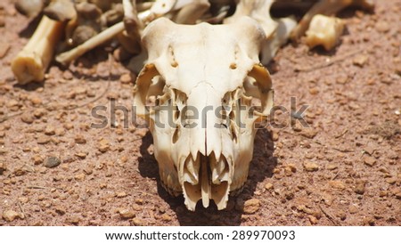 Deer skull laying in front of a pile of bones.