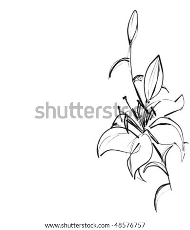 Vector Background With A Lily - 48576757 : Shutterstock