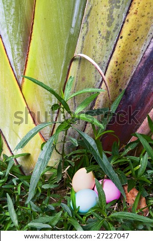 Eggs are hidden for an Easter egg hunt in the tropics.