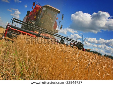 combines harvest grain on the field