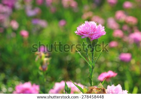 Soft-focus beautiful Pink flowers background