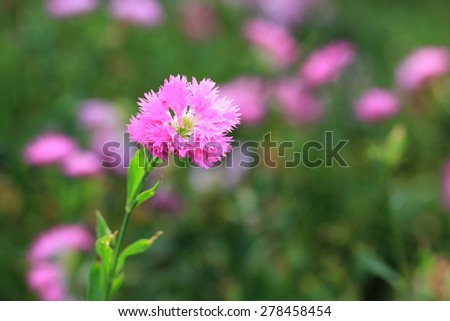 Soft-focus beautiful Pink flowers background