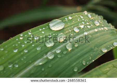 Water drops on the sugar cane leaf