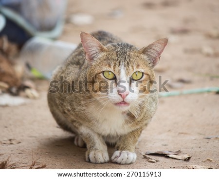 Surprising cat on the ground