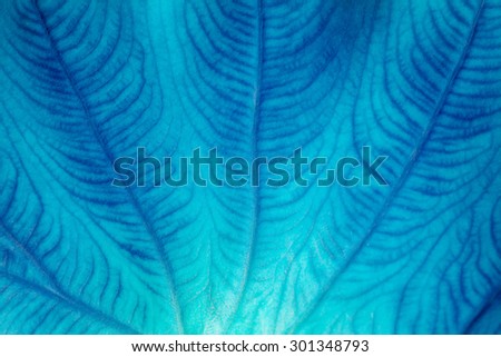 Blue color leaf pattern with selective focus