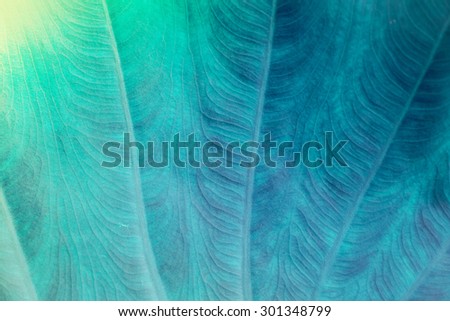 Blue color leaf pattern with selective focus