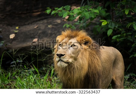 Lion staring in green forest, selective focus, wildlife animals.