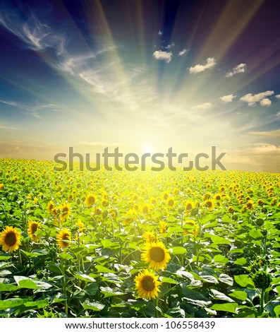meadow sunflowers on the sky backgrounds