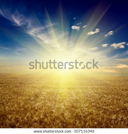 field of wheat. meadow wheat under sky