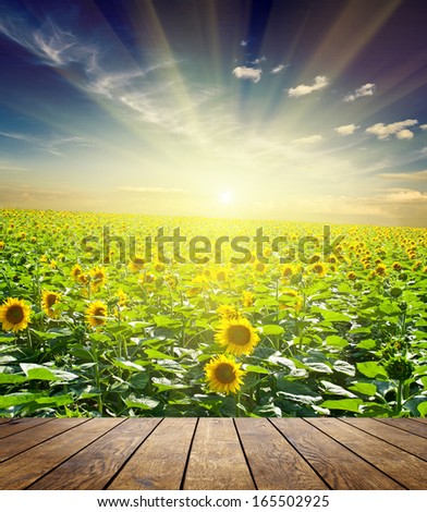 wood textured backgrounds in a room interior on the autumn  sunflower field backgrounds