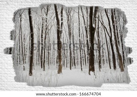 forest trees. nature snow wood backgrounds. winter isolated for advertisement